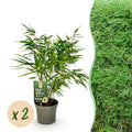 Bamboe - Fargesia rufa - Groen - 2 Planten - Bladhoudend - Niet Woekerend- Pot 17cm Hoogte 60cm