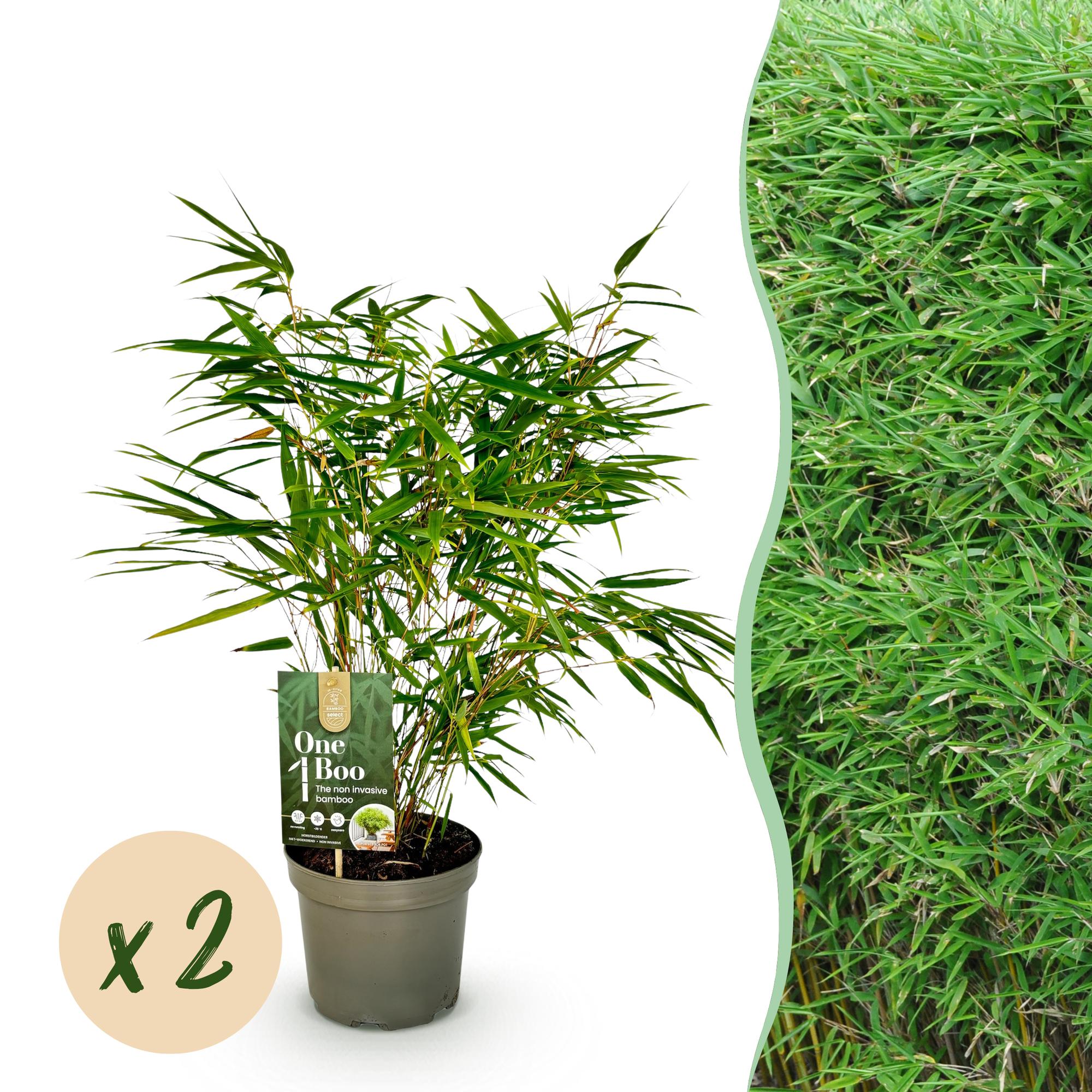 Bamboe - Fargesia rufa - Groen - 2 Planten - Bladhoudend - Niet Woekerend- Pot 17cm Hoogte 60cm