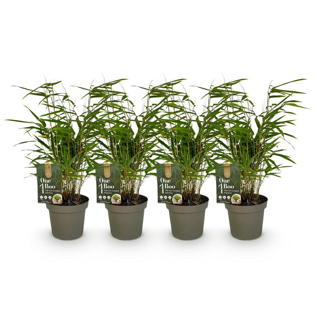 Bamboe - Fargesia rufa - Groen - 4 Planten - Bladhoudend - Niet Woekerend- Pot 14cm Hoogte 35cm
