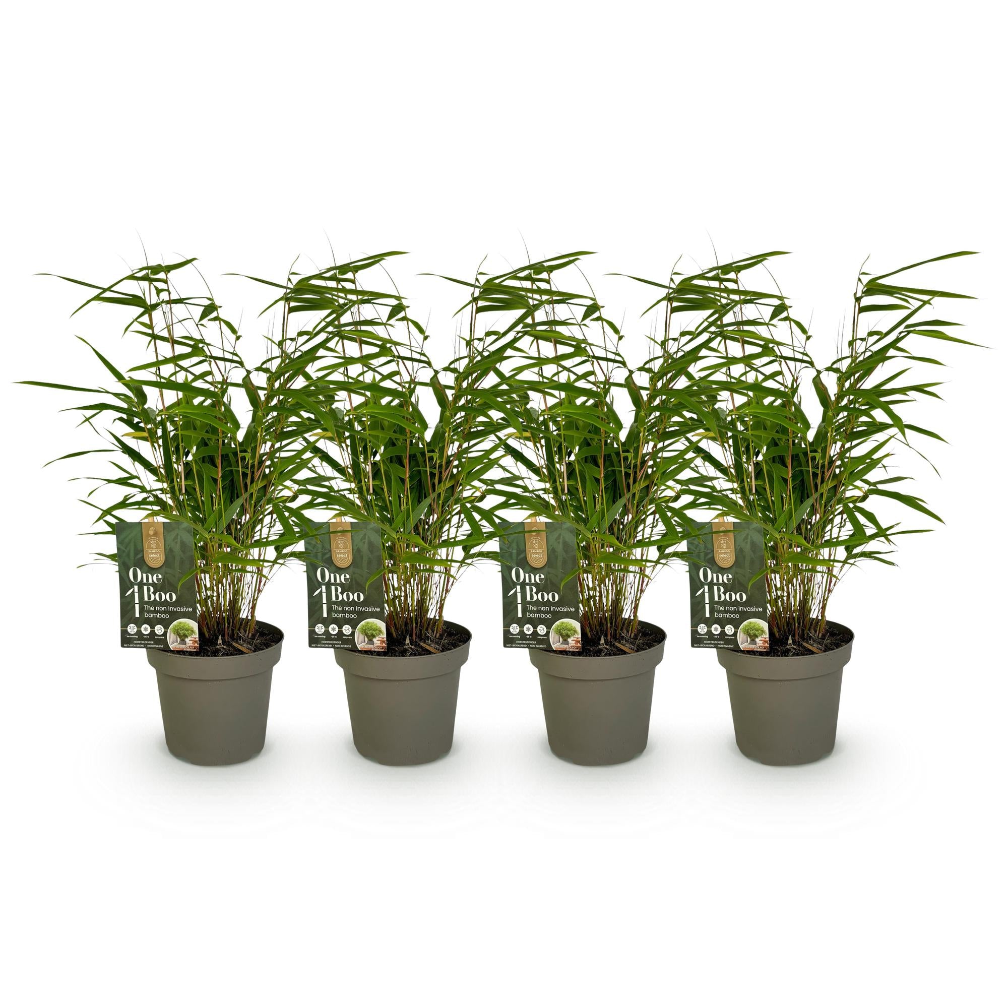 Bamboe - Fargesia rufa - Groen - 4 Planten - Bladhoudend - Niet Woekerend- Pot 14cm Hoogte 35cm