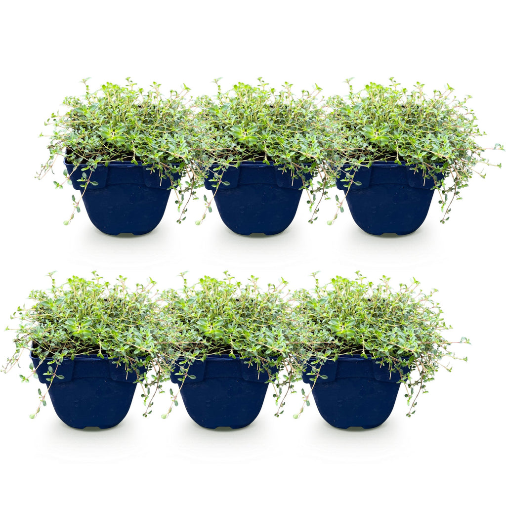 Vasteplant - Thymus Tricolour - Tym - Bodembedenkend - Roze - Rood - Wit - 6 Planten - Pot 11cm - Hoogte 15-25cm