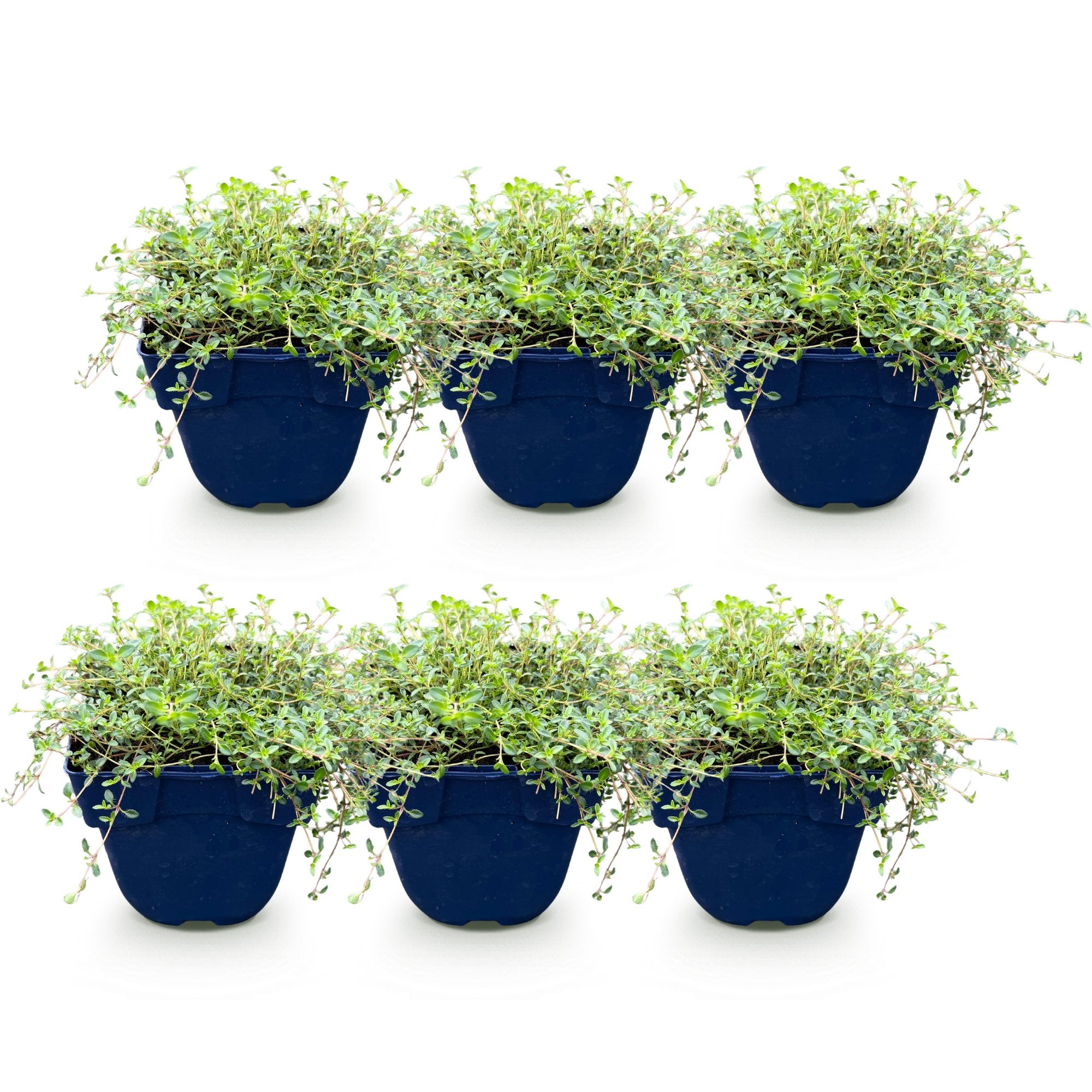Vasteplant - Thymus Tricolour - Tym - Bodembedenkend - Roze - Rood - Wit - 6 Planten - Pot 11cm - Hoogte 15-25cm