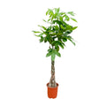 Pachira Aquatica - 100cm - ø21cm