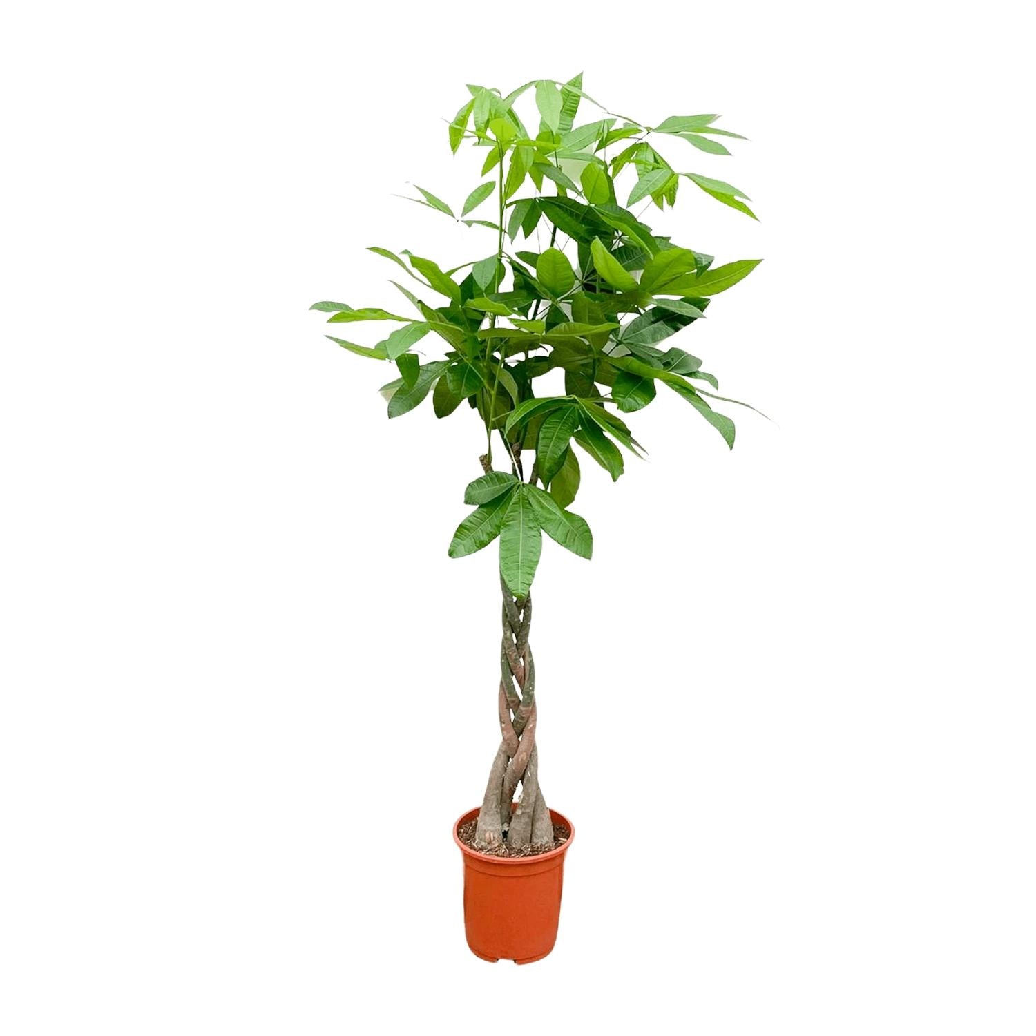 Pachira Aquatica - 100cm - ø21cm