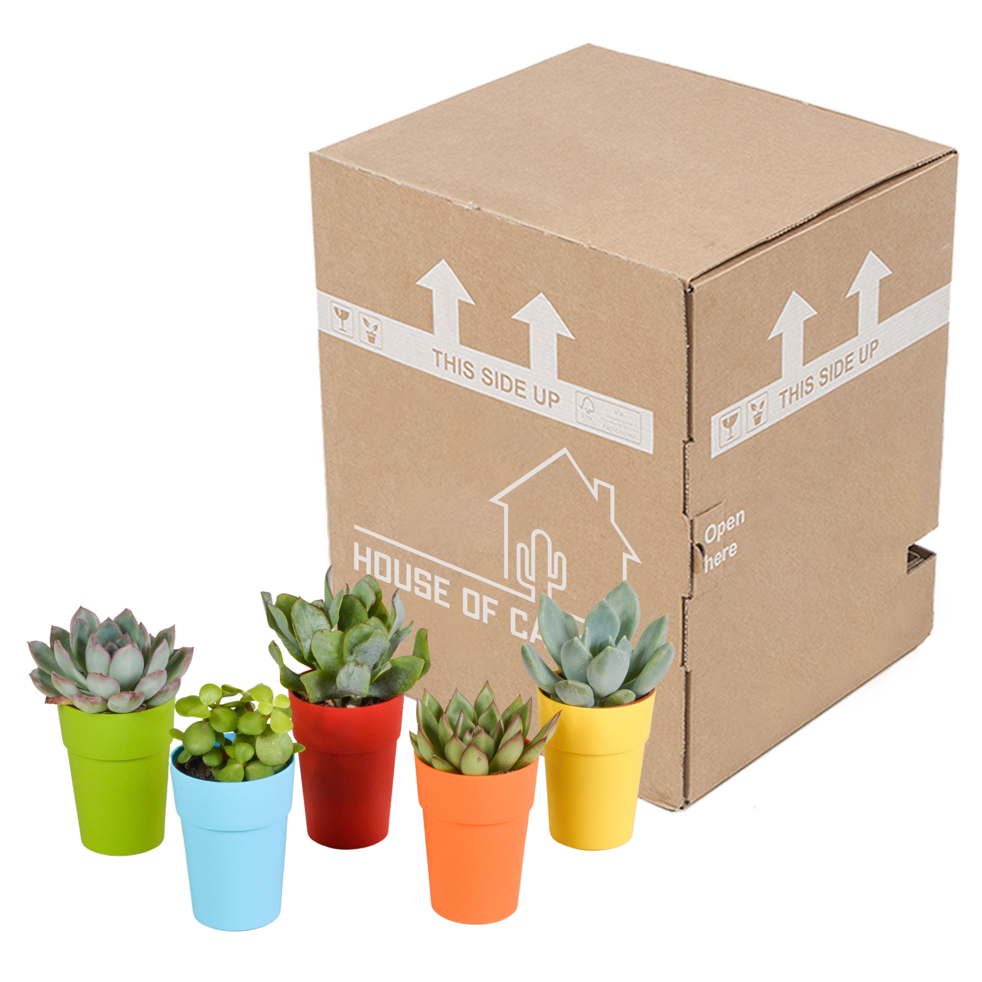 Vetplanten mix 5.5 cm - 5x - in gekleurde plasticpot