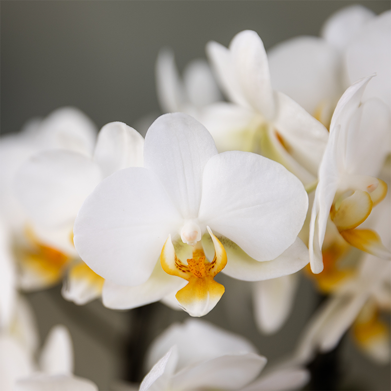 Kolibri Orchids | Witte Lausanne orchidee + rode Diabolo sierpot | incl. watergeeflont | potmaat Ø9cm | bloeiende kamerplant – vers van de kweker