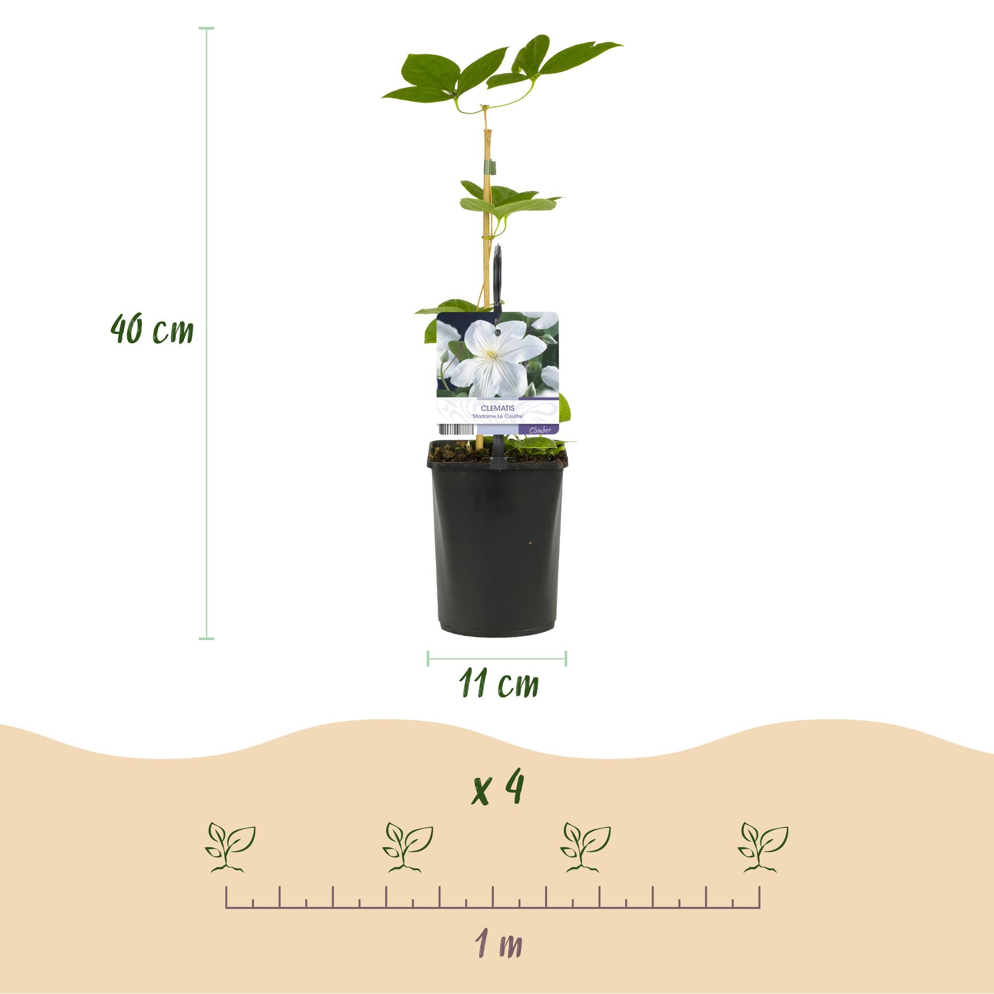 Klimplant - Clematis Madame Le Coultre - bloem wit - Weinig onderhoud -2 planten -  Pot 11cm Hoogte 40cm
