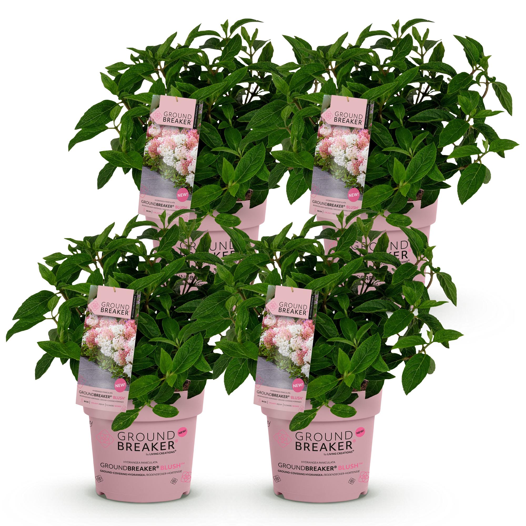 Tuinplant - Hydrangea panniculata Groundbreaker Blush - Pluimhortensia - Winterhard - Roze - 4 Planten - Pot 14cm - Hoogte 20-25cm