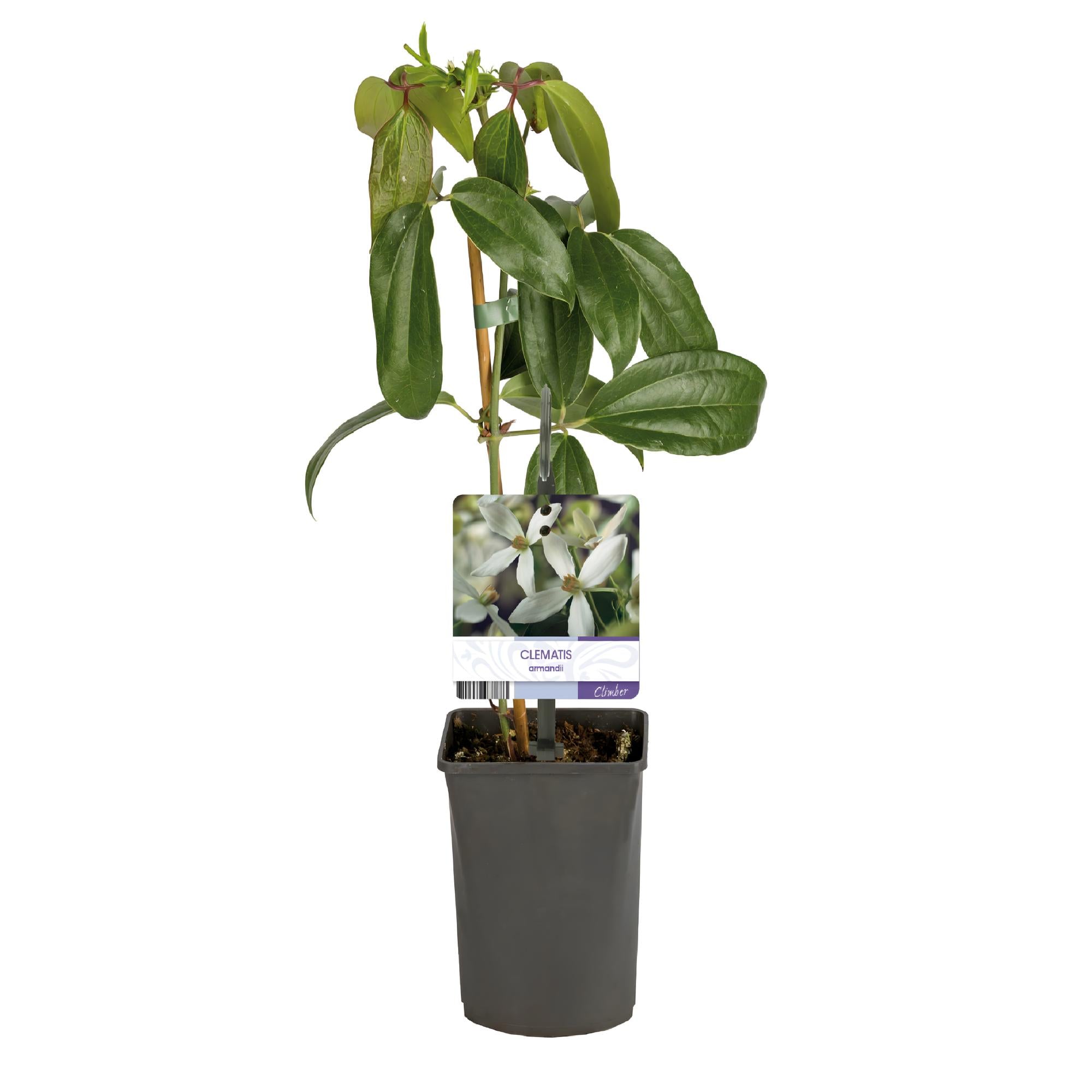 Klimplant - Clematis armandii - Bloem Wit - Groenblijvend - Weinig onderhoud - 1 plant Pot 11cm Hoogte 40cm