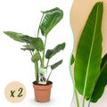 Green is... Kamerplanten - Stelitzia Nicolai - Paradijsvogelbloem - Weinig onderhoud - Groen - 2 Planten - Pot 17cm - Hoogte 70-90cm