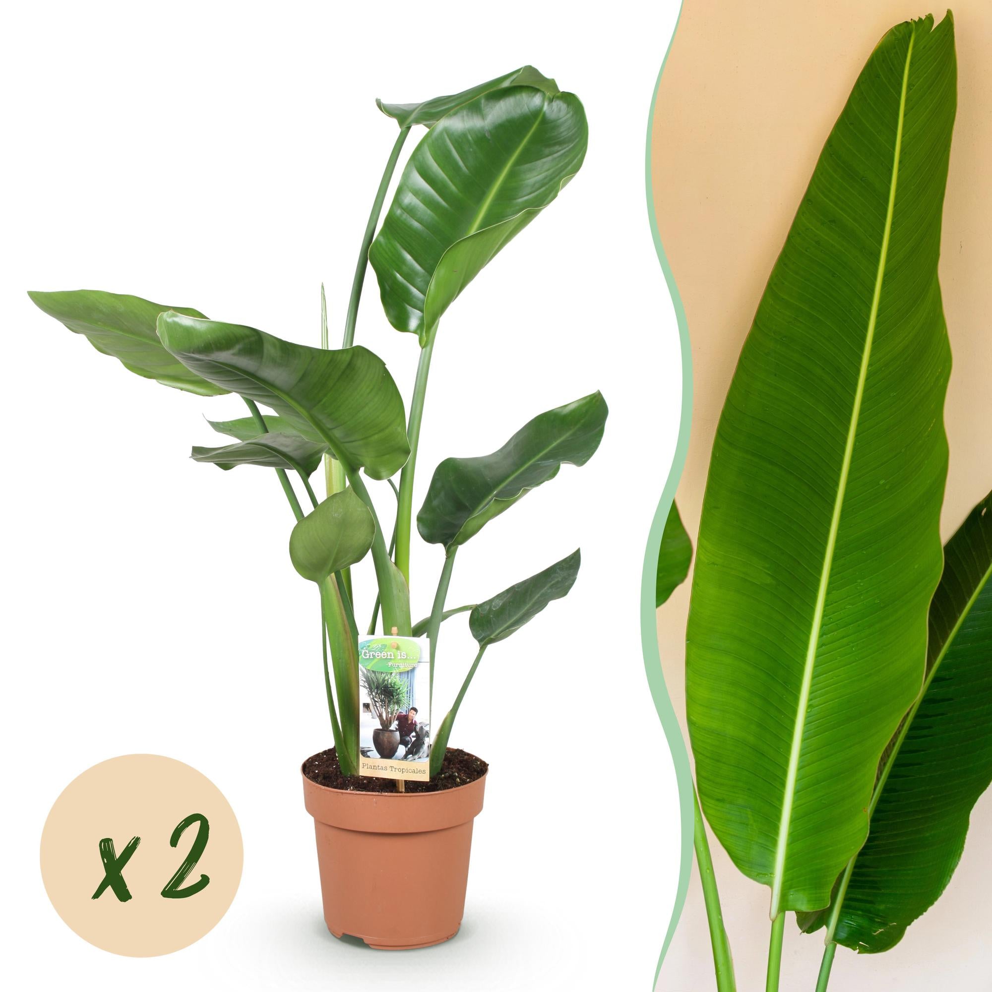 Green is... Kamerplanten - Stelitzia Nicolai - Paradijsvogelbloem - Weinig onderhoud - Groen - 2 Planten - Pot 17cm - Hoogte 70-90cm