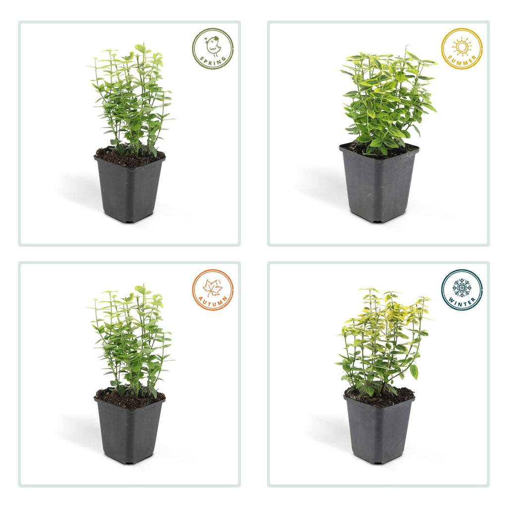 48x Euonymus fort. 'Emerald 'n Gold’ - ↕10-25cm - Ø9cm