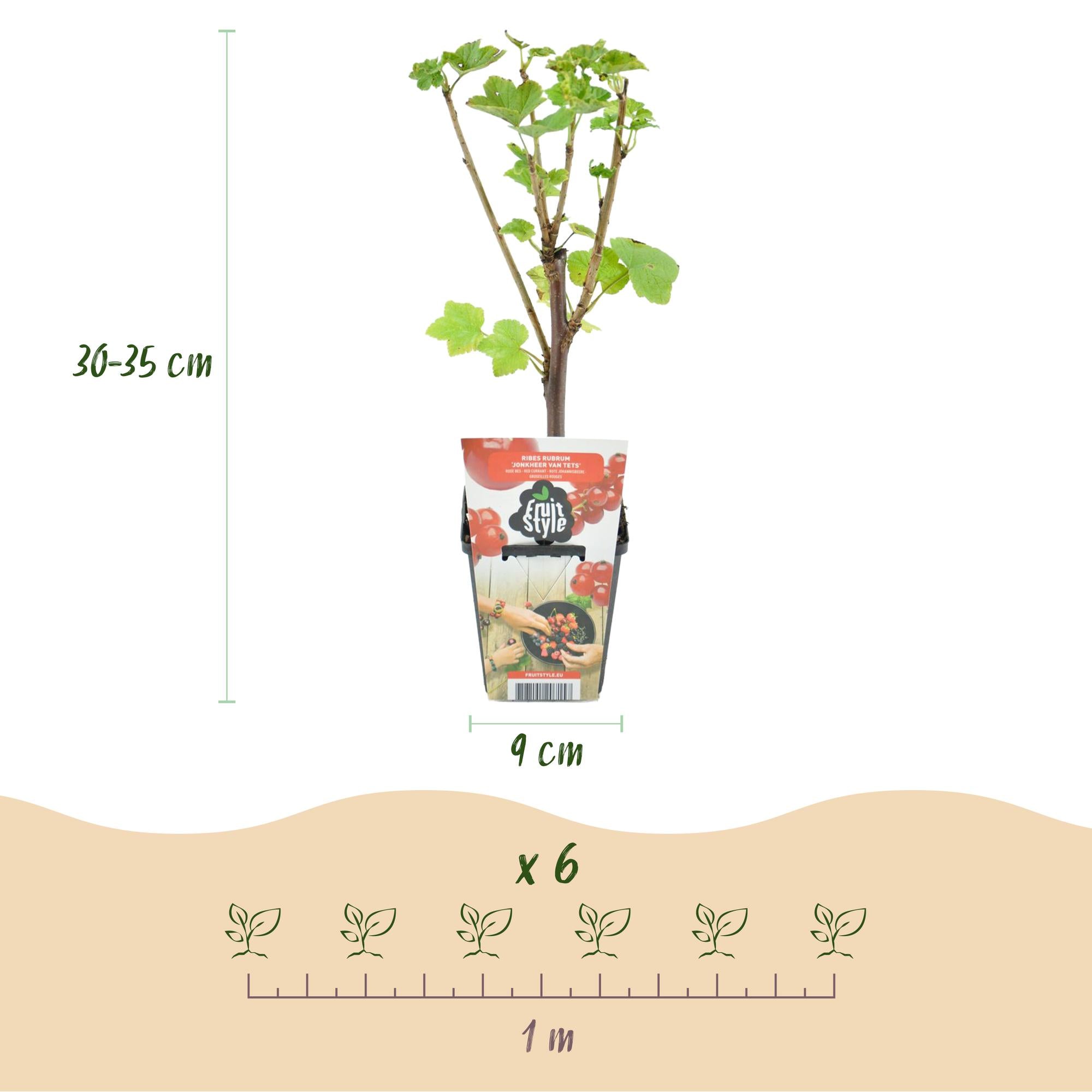 Fruitplanten - Rainbow - Rode Bes - Gele Framboos - Zwarte Braam - Blauwe Bes - Winterhard - 8 Planten - Pot  9cm