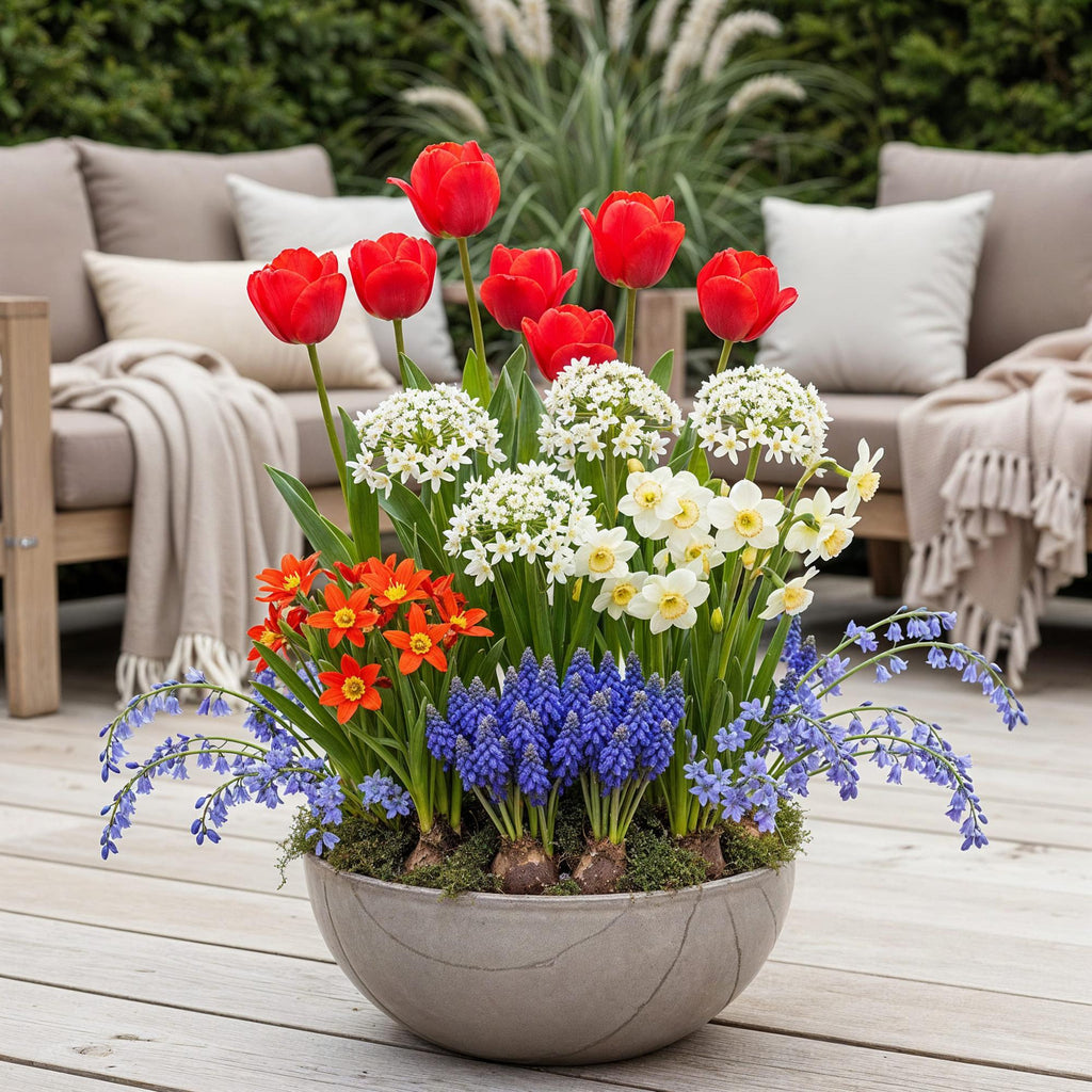 Bloembollen - Bulbs From Holland - Diversen Kleuren - 125 stuks - Gift Verpakking