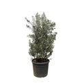 Olea Europaea struik - 250cm- Ø55