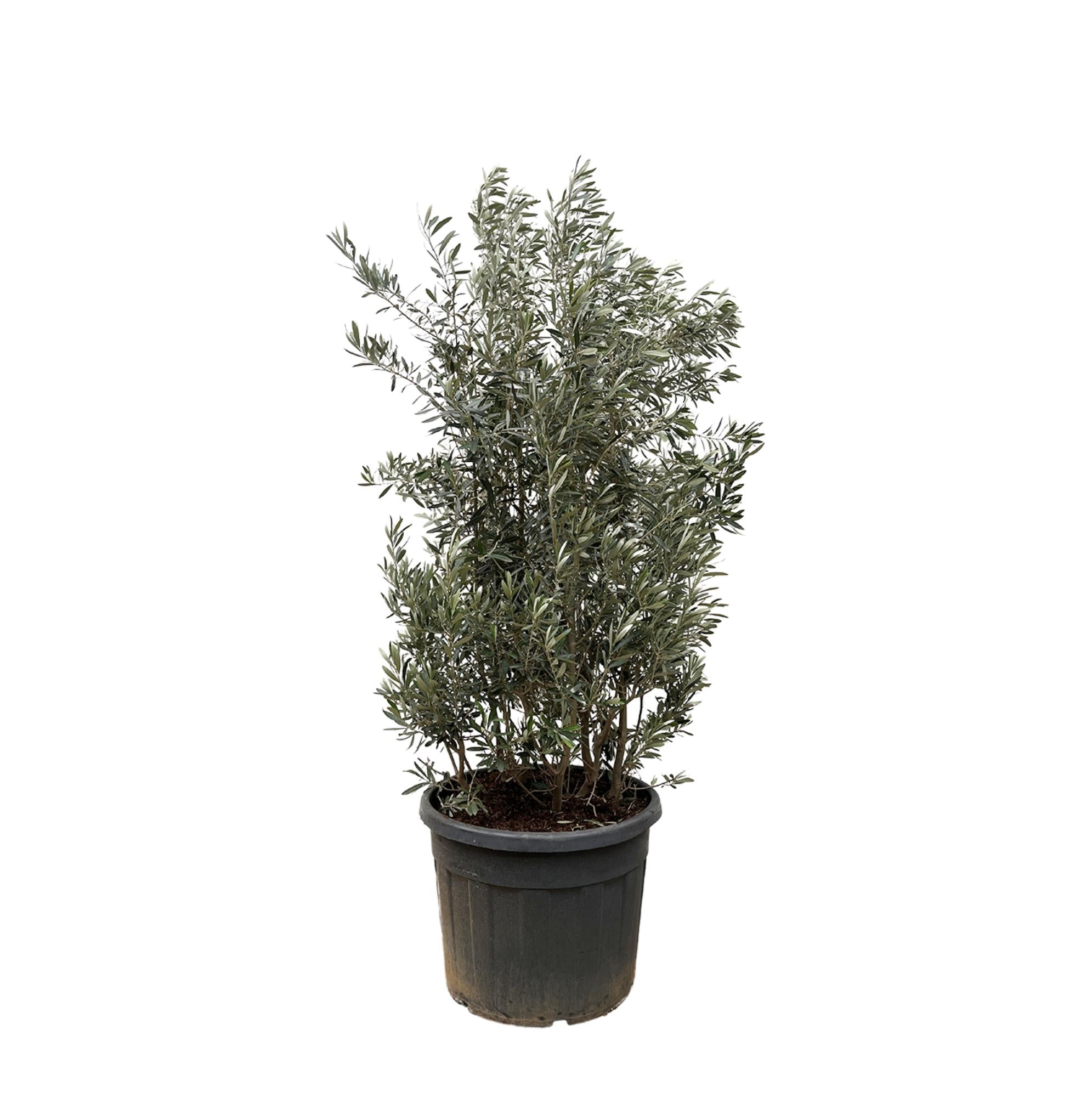 Olea Europaea struik - 250cm- Ø55