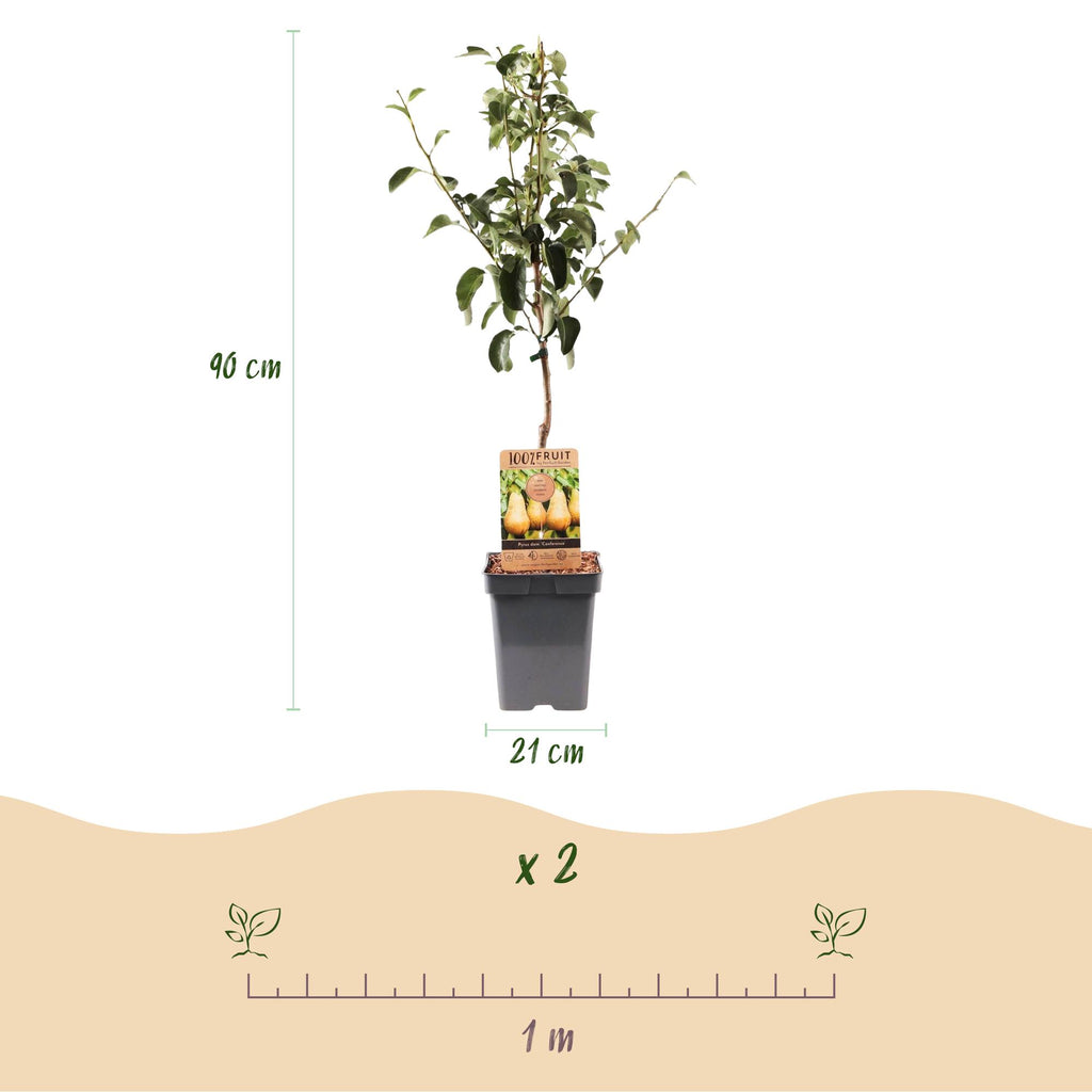 Fruitboom - Pyrus communis Conference - Perenboom - Winterhard - Groene Peer - 1 Plant - Pot 21cm - Hoogte 90cm