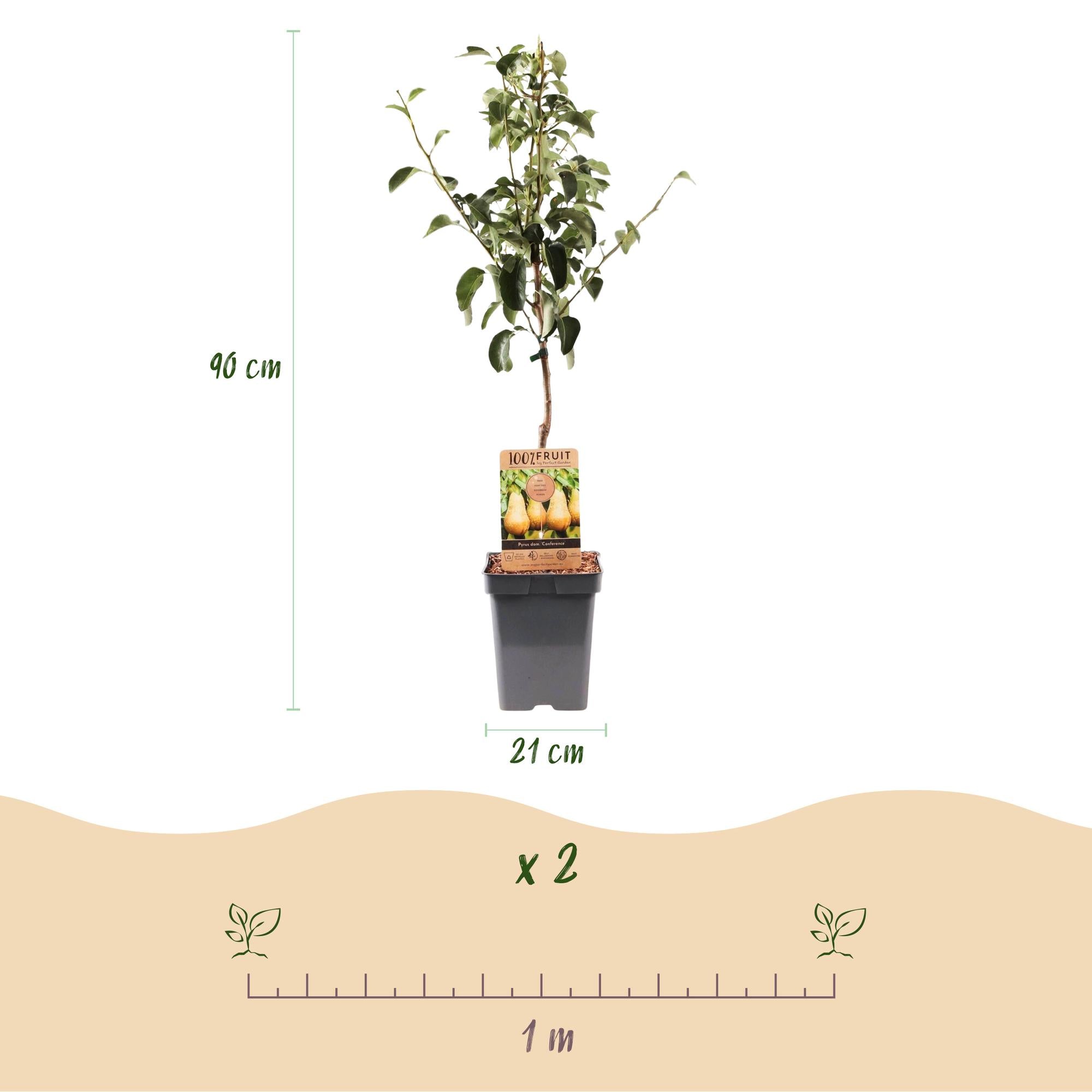 Fruitboom - Pyrus communis Conference - Perenboom - Winterhard - Groene Peer - 1 Plant - Pot 21cm - Hoogte 90cm