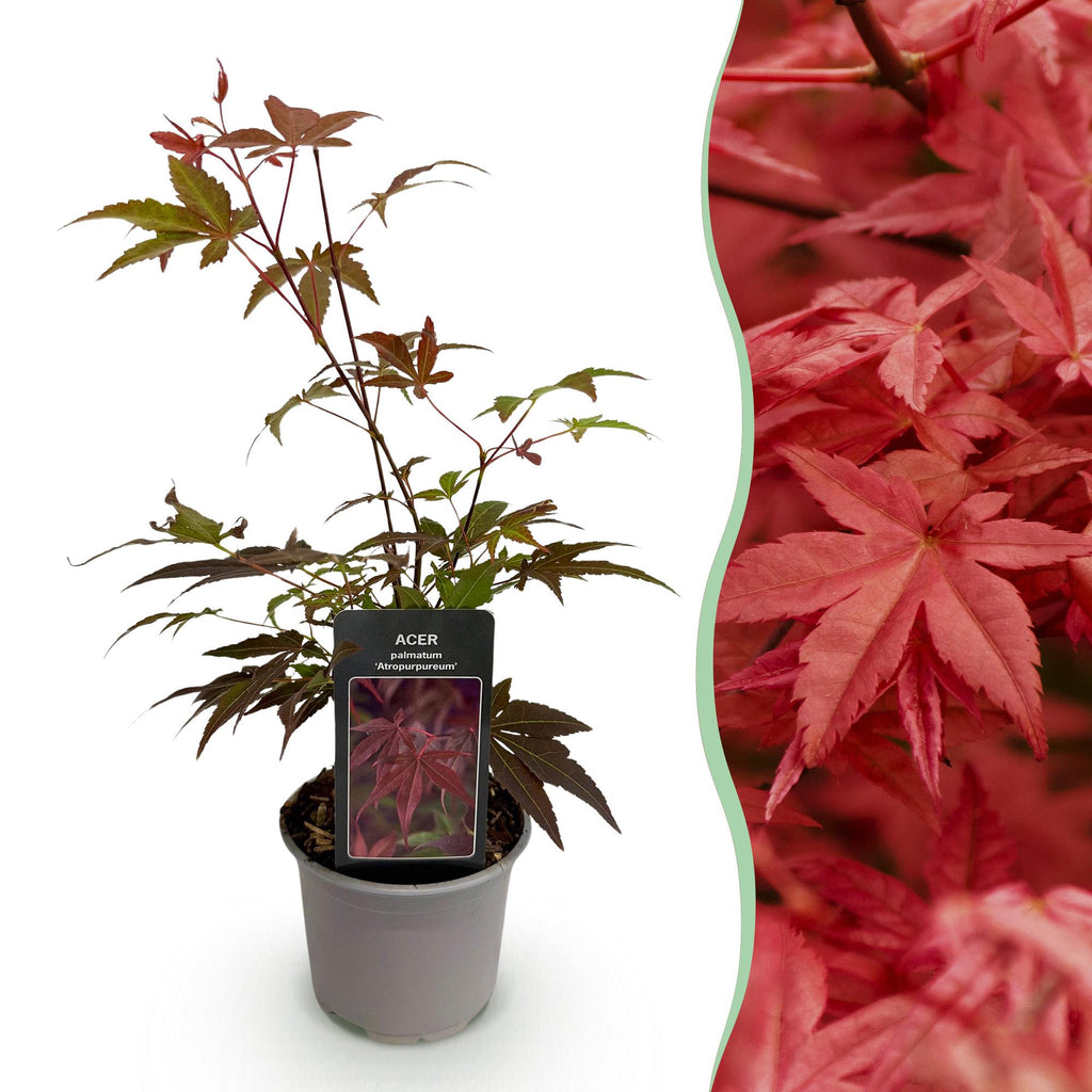 Tuinplant - Acer palmatum Atropurpureum - Paars - 1 Plant - Blad verliezend - Weinig Onderhoud - Pot 12cm Hoogte 35cm