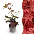 Tuinplant - Acer palmatum Atropurpureum - Paars - 1 Plant - Blad verliezend - Weinig Onderhoud - Pot 12cm Hoogte 35cm