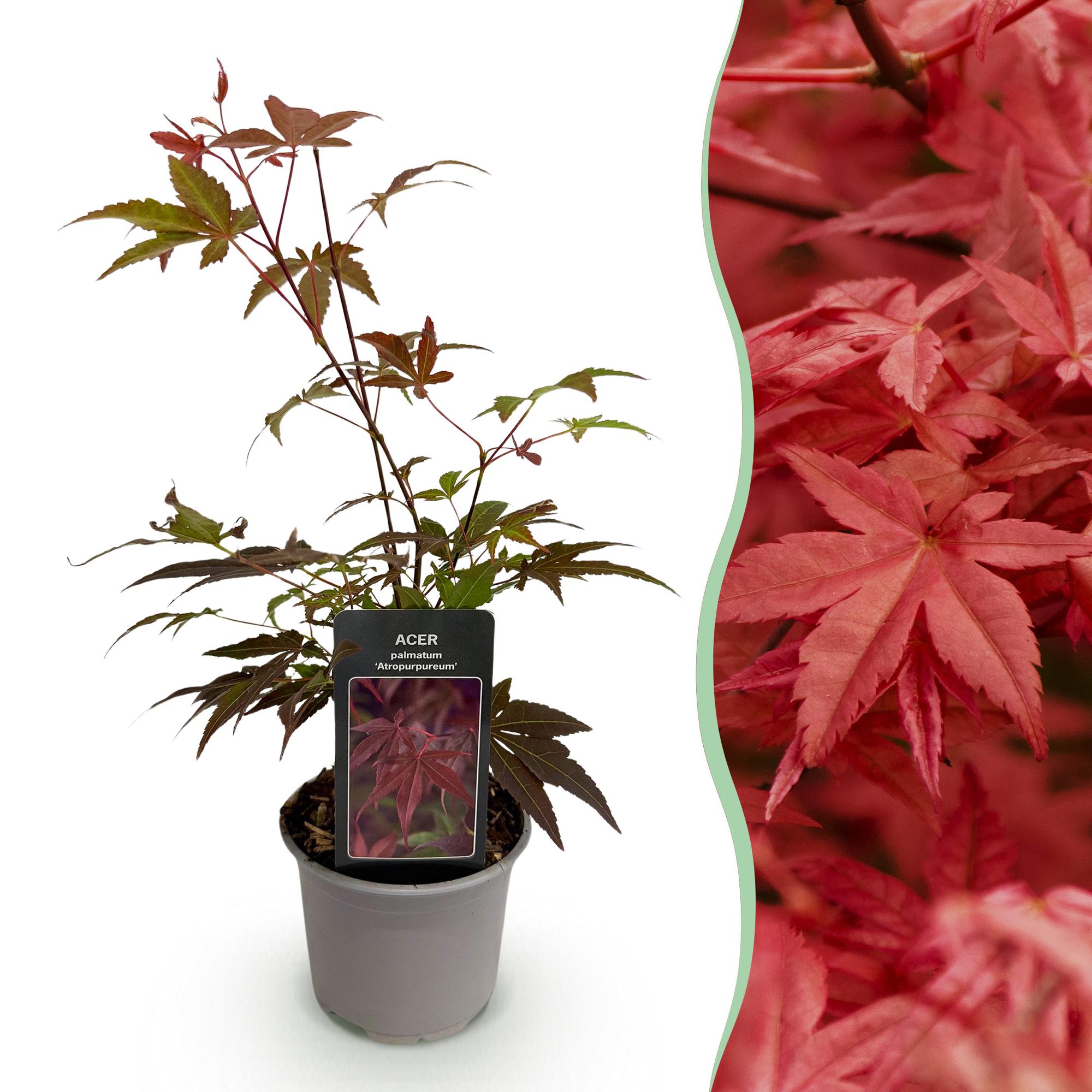 Tuinplant - Acer palmatum Atropurpureum - Paars - 1 Plant - Blad verliezend - Weinig Onderhoud - Pot 12cm Hoogte 35cm