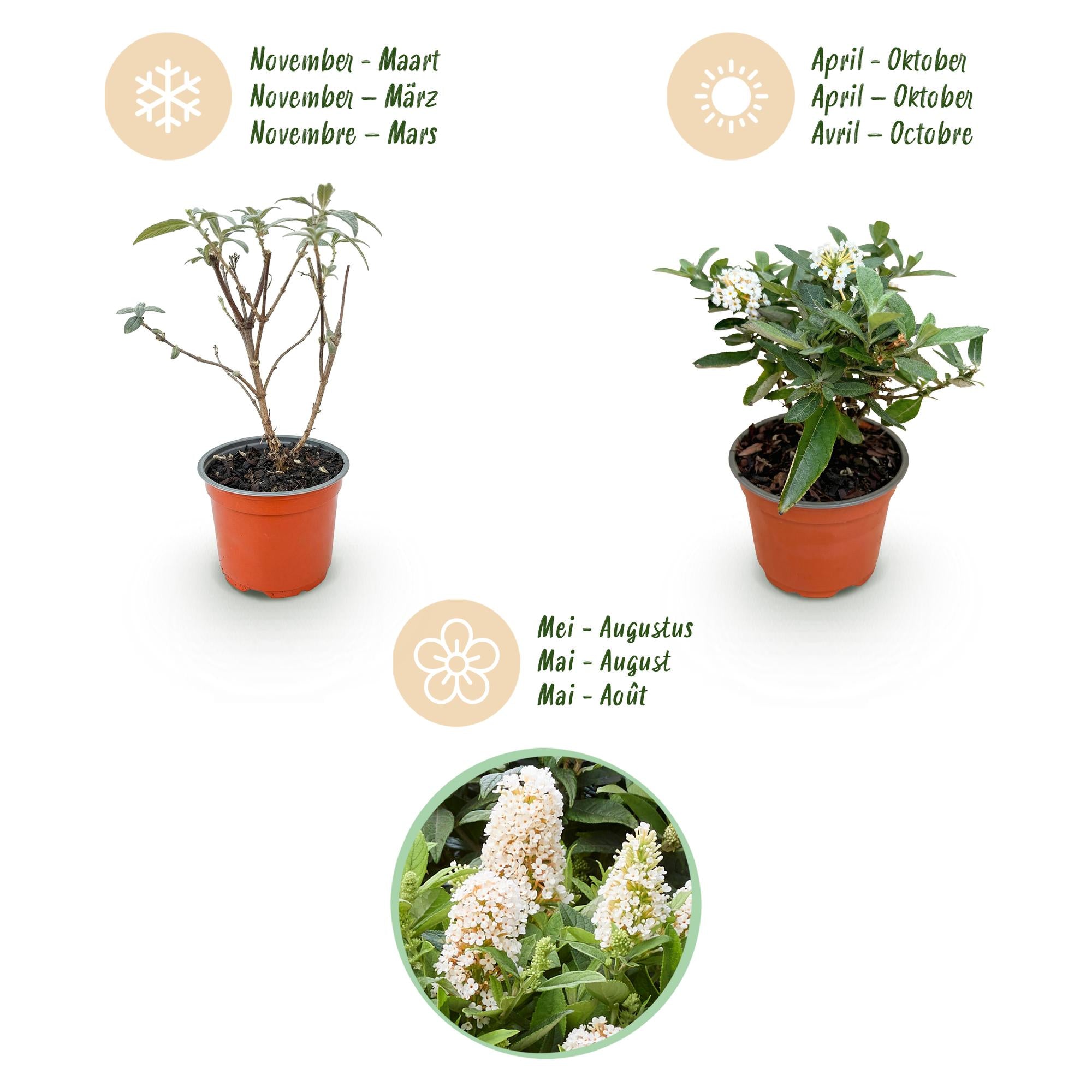 Tuinplant - Buddleja davidii Butterfly Candy Little White - Vlinderstruik - Compact - Wit - 1 Plant - Pot 12cm - Hoogte 20-25cm