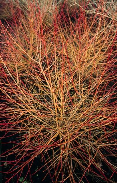 24x Cornus sang. 'Anny's Winter Orange' - ↕10-25cm - Ø9cm