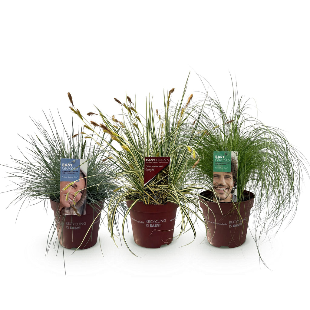Siergrassen - 3 Planten - Blauw - Geel - Groen - Groenblijvend - Winterhard - Pot 17cm Hoogte 50cm