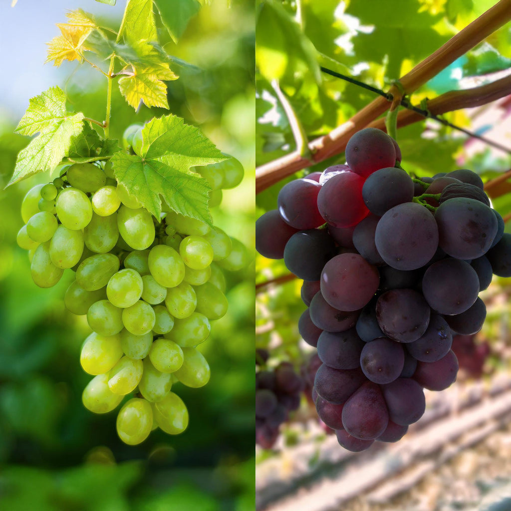 Fruitplant - Vitis vinifera Himrod - Vanessa - Druivenplant - Pitarm - Blauw & Witte Druif - 2 Planten - Pot 15cm - Hoogte 50cm