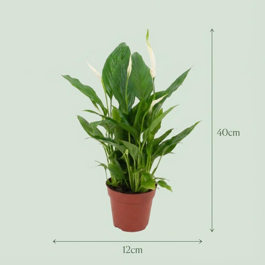 Spathiphyllum - Ø 12 cm - Hoogte: 35 - 40 cm