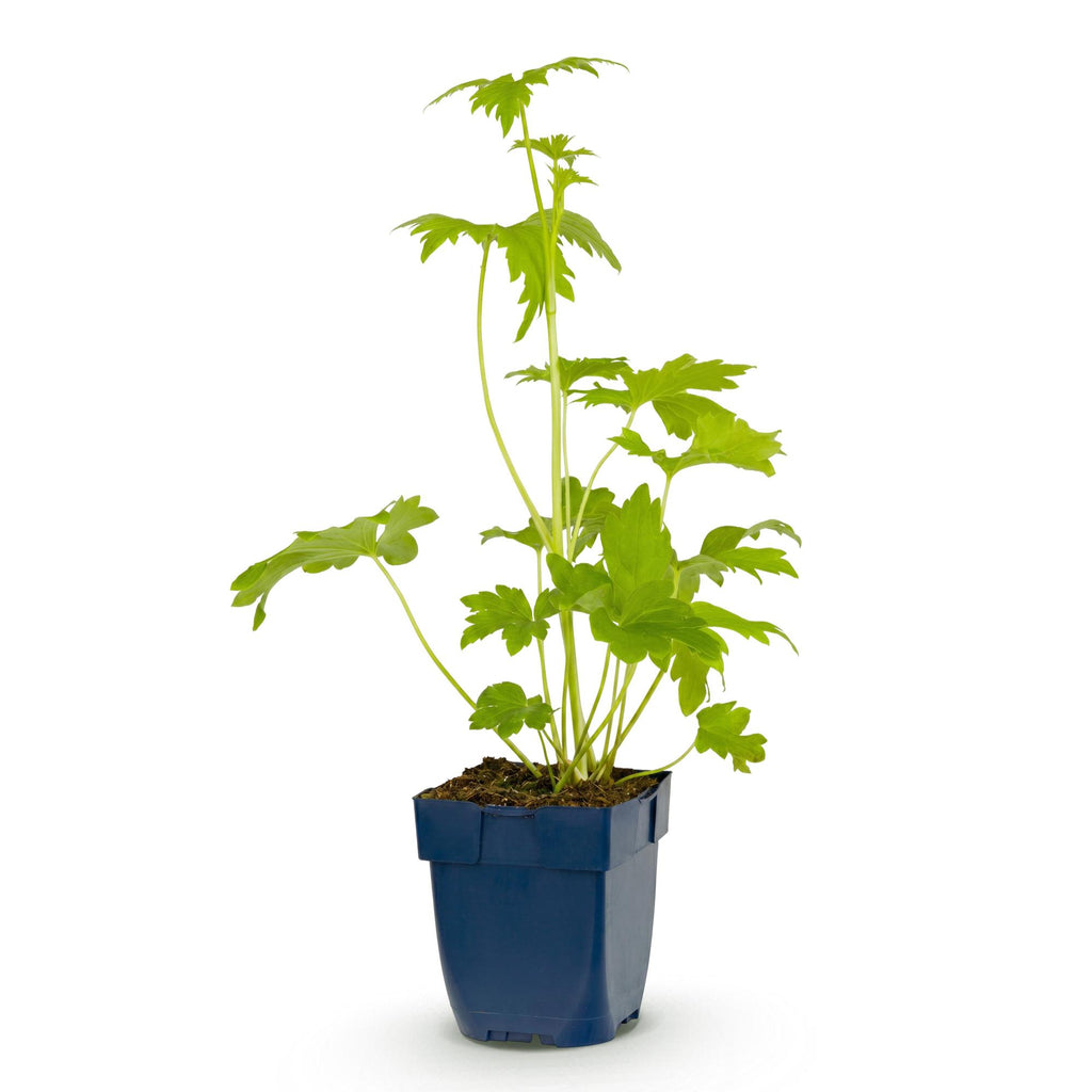 Vasteplant - Delphinium (P) Blue Bird - Ridderspoor - Bijen en Vlinderlokkers - Blauw - 1 Plant - Pot 11cm - Hoogte 15-25cm