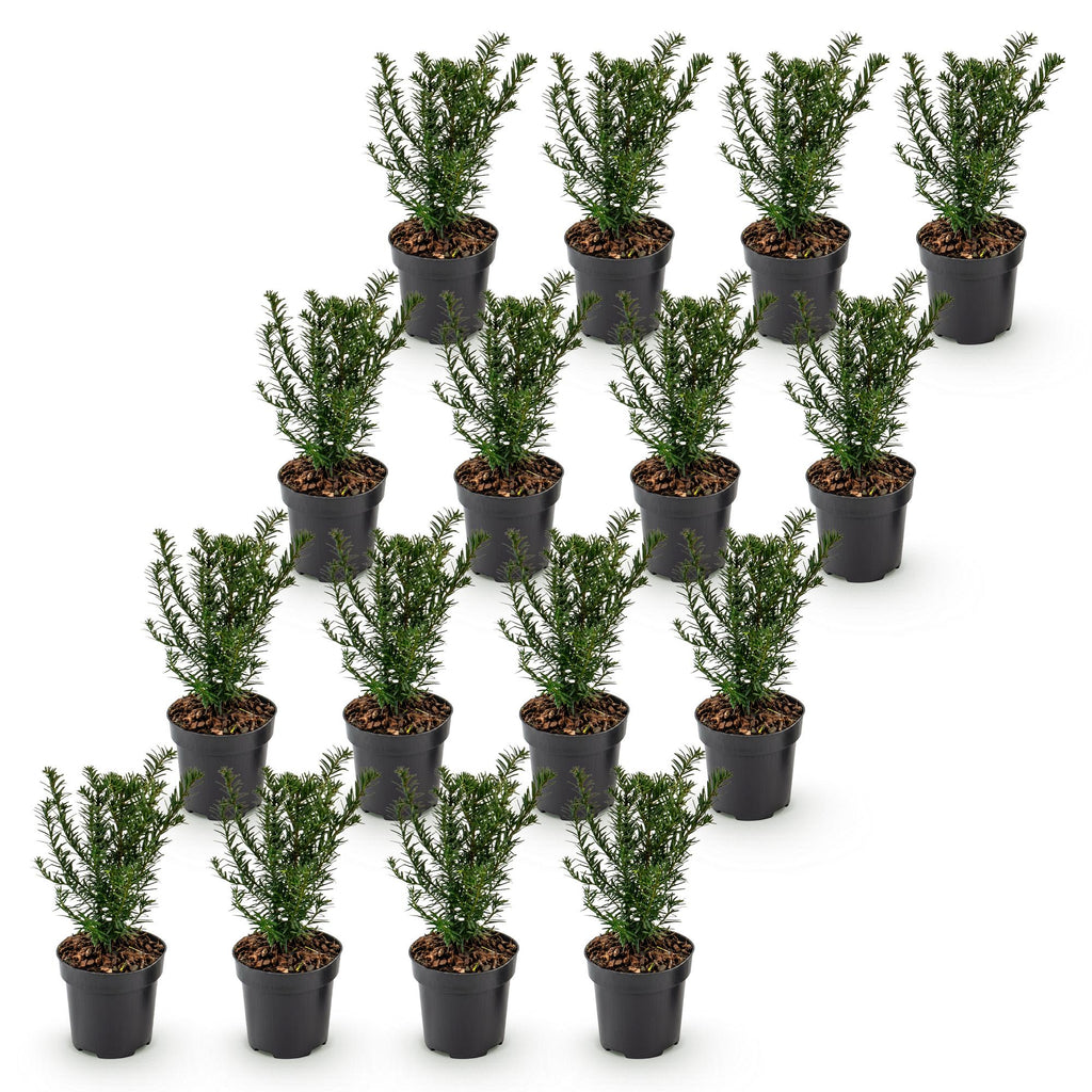 16x Taxus baccata - Venijnboom - Haagplanten - Groenblijvend - Groen - Pot 9cm - Hoogte 20-30cm