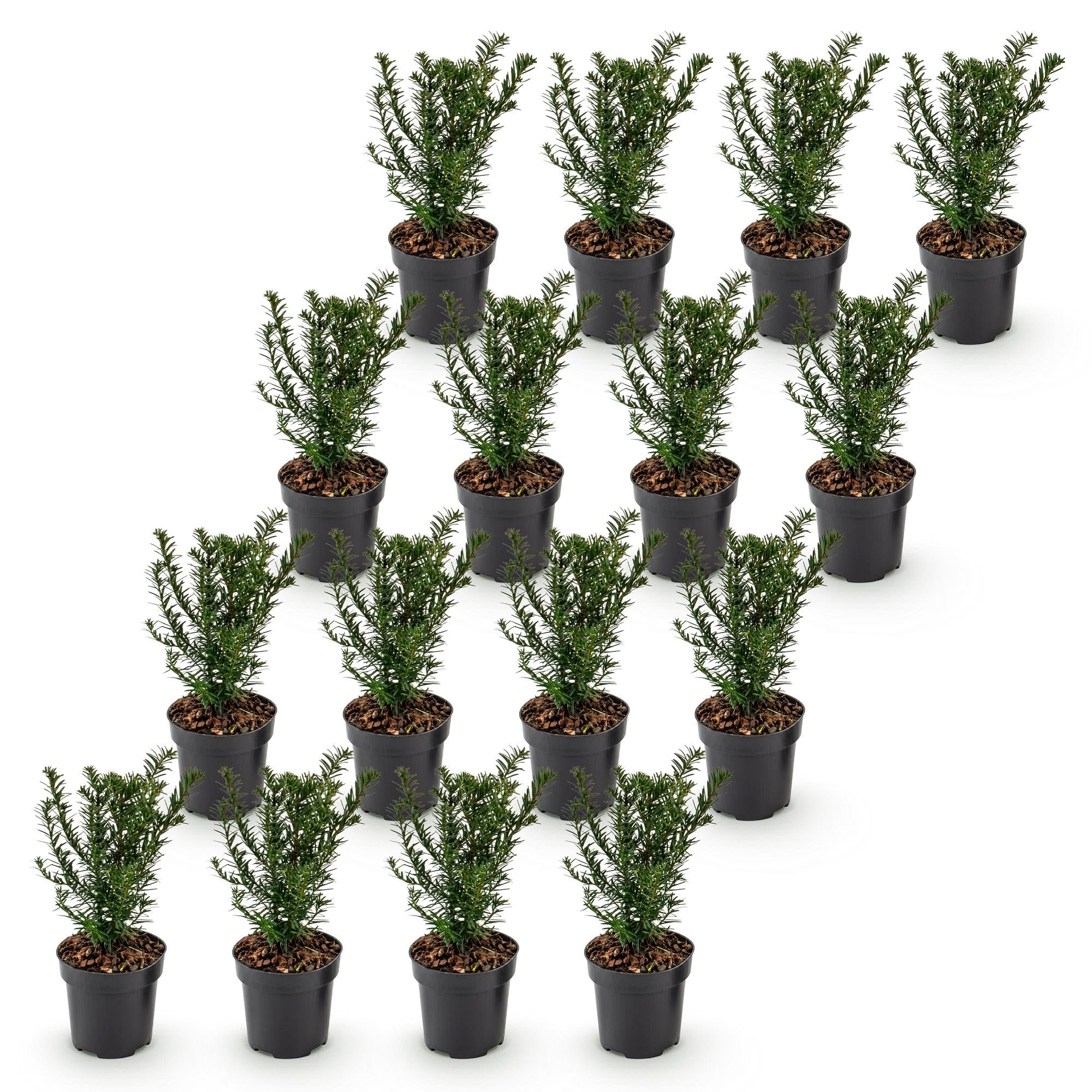 16x Taxus baccata - Venijnboom - Haagplanten - Groenblijvend - Groen - Pot 9cm - Hoogte 20-30cm