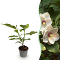 Tuinplant - Magnolia sieboldii - Bloem Wit-Rood - 1 Plant - Bladverliezend - Weinig Onderhoud -Pot 12cm Hoogte 30cm