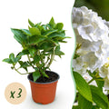 Tuinplant - Hydrangea macrophylla Wit - Hortensia - Winterhard - Wit - 3 Planten - Pot 12cm - Hoogte Hoogte 20-30cm