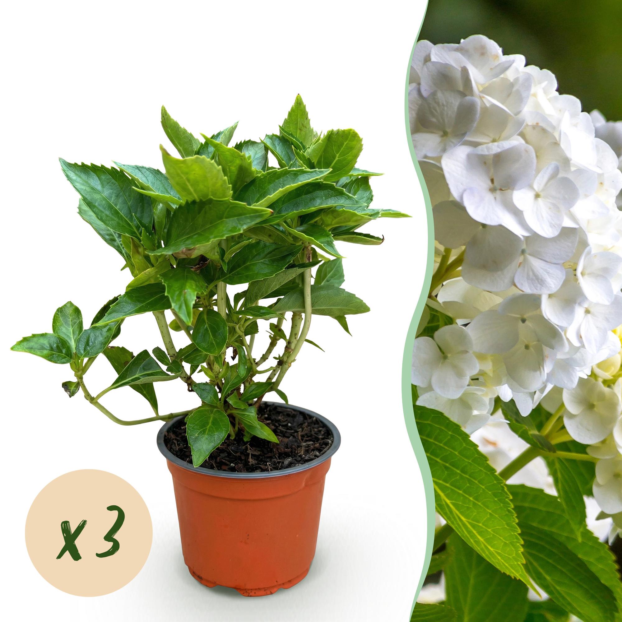 Tuinplant - Hydrangea macrophylla Wit - Hortensia - Winterhard - Wit - 3 Planten - Pot 12cm - Hoogte Hoogte 20-30cm