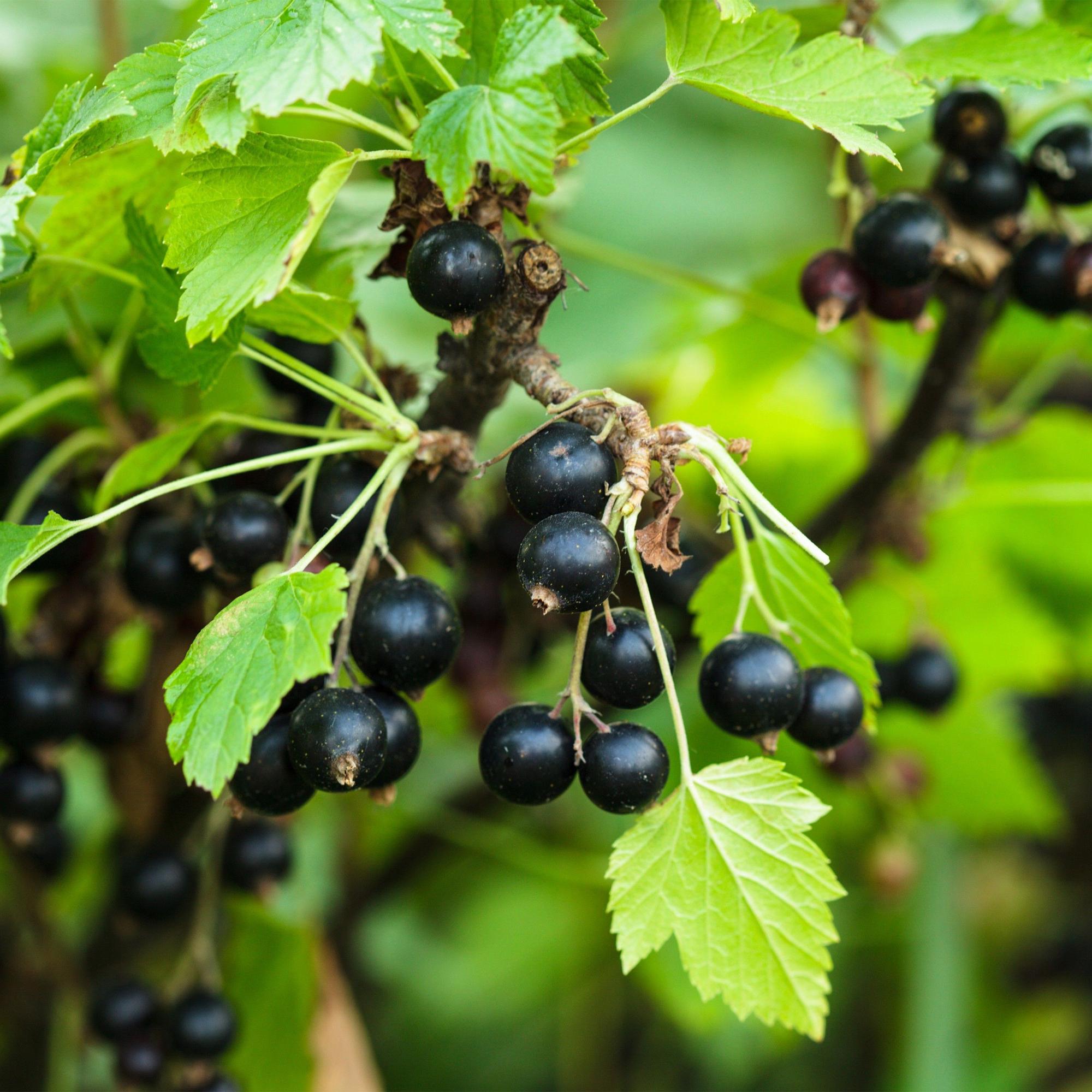 Fruitplant - Ribes nigrum Titania - Bessenplant - Winterhard - Zwarte Bes - 2 Planten - Pot 15cm - Hoogte 50cm