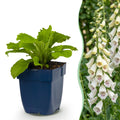Vasteplant - Digitalis purp. Dalmatian White - Vingerhoedskruid - Schaduw - Wit - 1 Plant - Pot 11cm - Hoogte 15-25cm