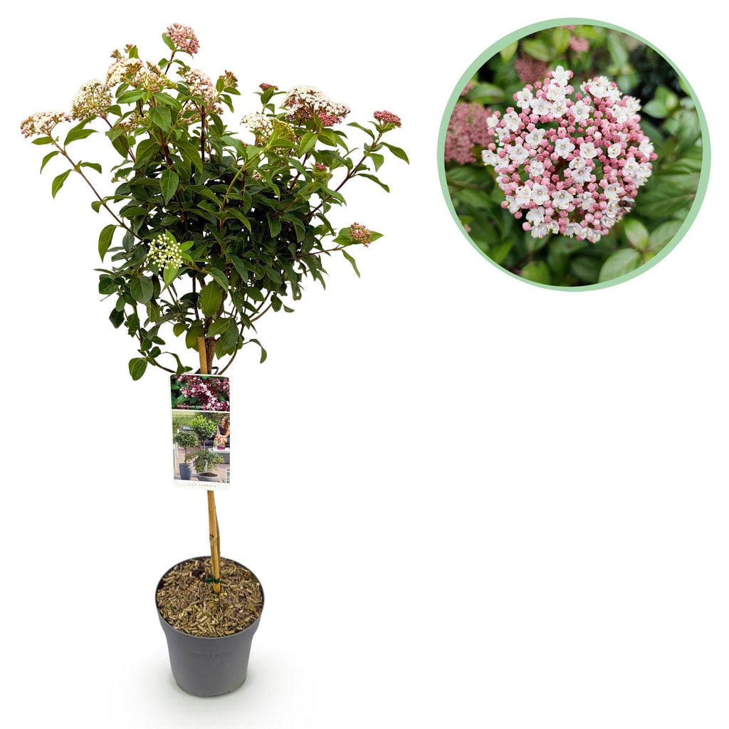 Plant op Stam - Viburnum tinus Eve Price - Terras Plant - Bladhoudend - Winterhard - Wit-Roze Bloem - Pot 19cm Hoogte 90cm