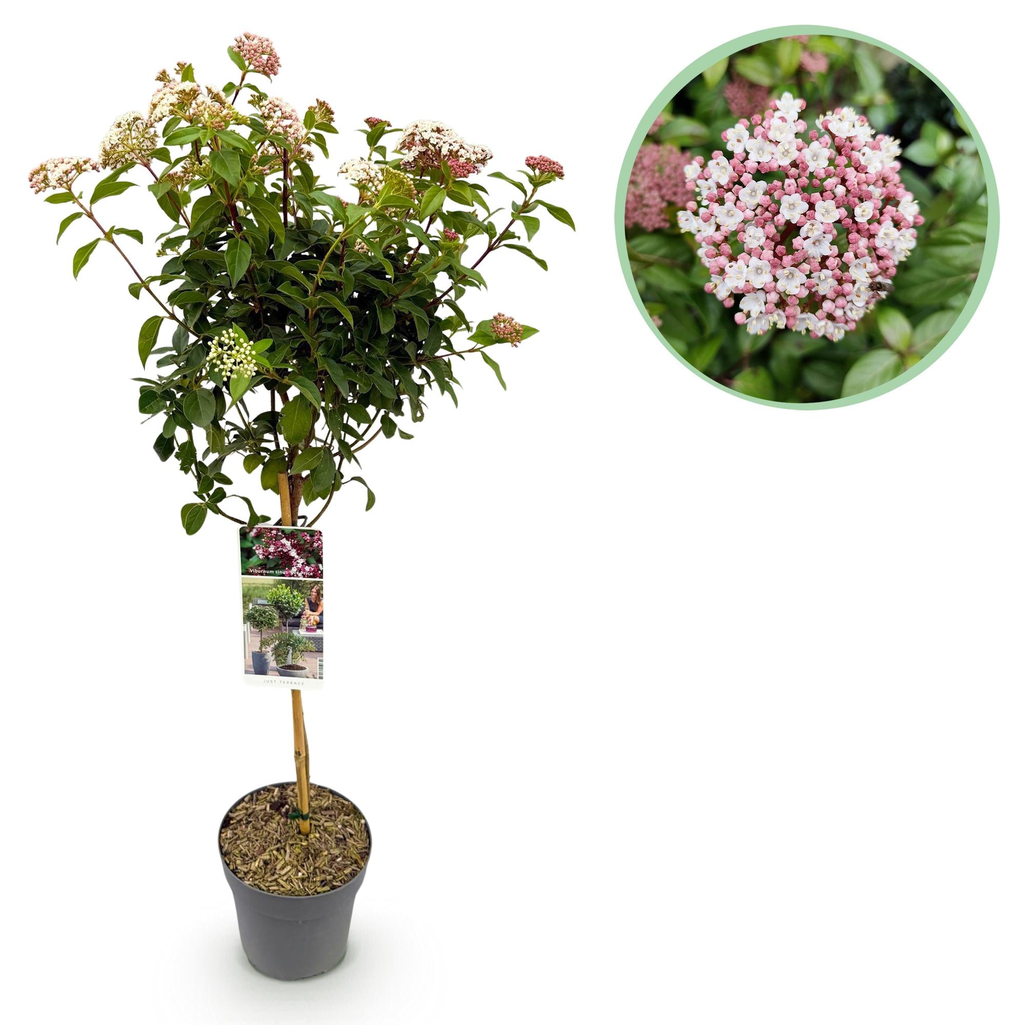 Plant op Stam - Viburnum tinus Eve Price - Terras Plant - Bladhoudend - Winterhard - Wit-Roze Bloem - Pot 19cm Hoogte 90cm