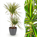 Kamerplanten - Dracaena Sunray - Drakenbloedboom - Weinig onderhoud - Groen - 1 Plant - met Potter Grijs - Pot 21cm - Hoogte 90-100cm