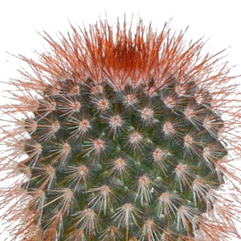 Cactus mix 5.5 cm - 5x - in witte pot