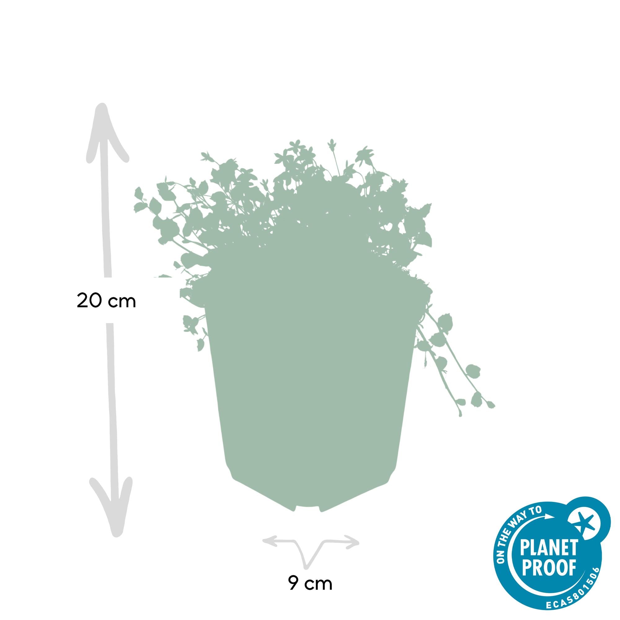 24x Isotoma fluviatilis - ↕10-25cm - Ø9cm