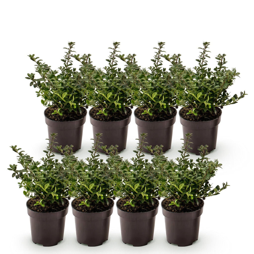 8x Ilex crenata Stokes - Japanse Hulst - Haagplanten - Groenblijvend - Groen - Pot 9cm - Hoogte 20-30cm