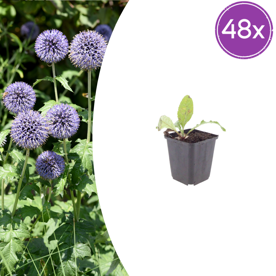 48x Echinops ritro - ↕10-25cm - Ø9cm