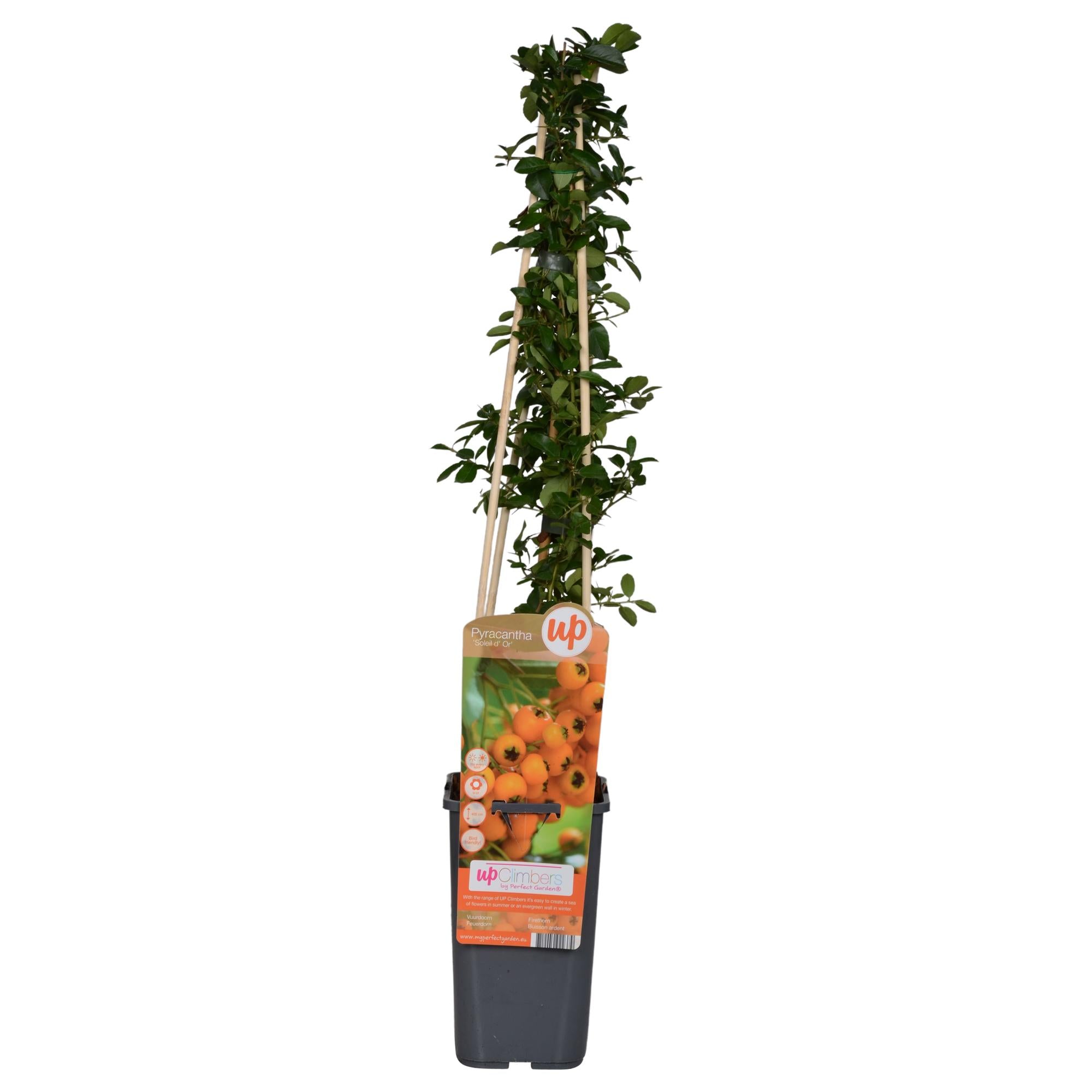 Pyracantha 'Soleil dOr' - Ø15cm - ↕65cm