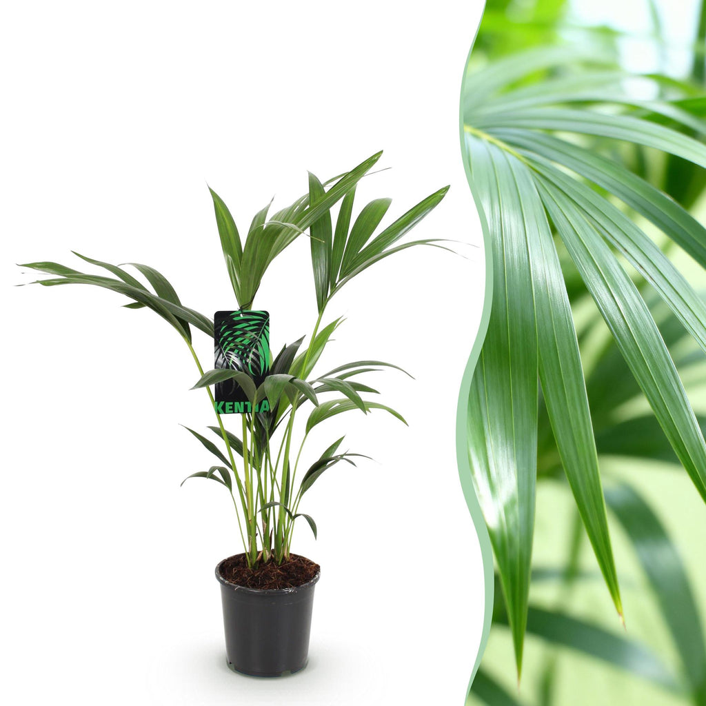 Kamerplant - Howea Forsteriana - Kentia Palm - Weinig Onderhoud - Groen - 1 plant - Pot 17cm - Hoogte 70-75cm