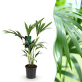 Kamerplant - Howea Forsteriana - Kentia Palm - Weinig Onderhoud - Groen - 1 plant - Pot 17cm - Hoogte 70-75cm