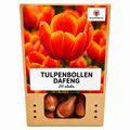 Tulpenbollen Dafeng – 20 Stuks | KH Bloembollen® | Oranje Tulp – Grootbloemig & Elegant – Voor Tuin of Pot – Maat 11/12 – Vers van de Teler!