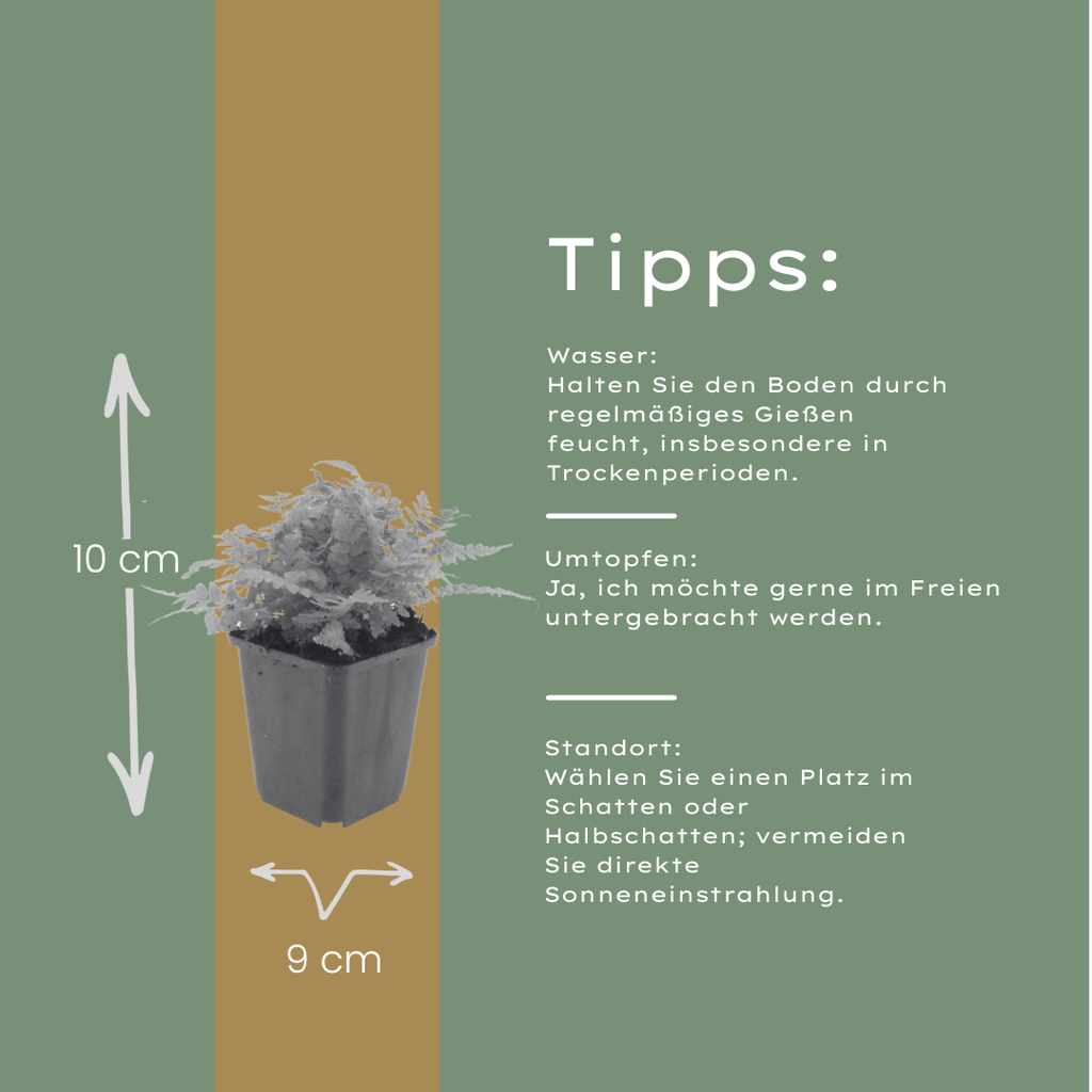 24x Dryopteris filix-mas - ↕10-25cm - Ø9cm